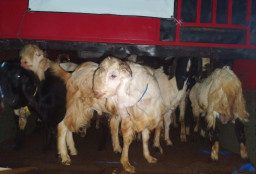 Penyelundupan 50 Kambing Kurban ke Bali Digagalkan di Pelabuhan Ketapang
