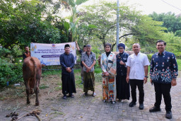 NasDem Jatim Tebar 155 Hewan Kurban, Salurkan ke PWNU-Ponpes Bumi Sholawat