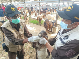 Pastikan Hewan Kurban Sehat, Disnakeswan Tulungagung Lakukan Pemeriksaan