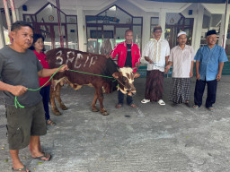 DPC PDIP Tulungagung Sumbang Kurban di Masjid Dekat Makam Kakek Bung Karno