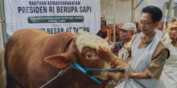 Sapi Kurban Prabowo Limousin Cross untuk Kediri Dibeli dari Peternak Asal Kandat
