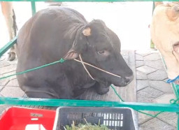 Jenis dan Bobot Sapi Kurban Orang Nomor 1 di Jatim