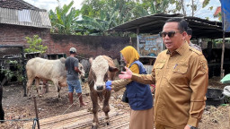 Sidak Hewan Kurban, Wali Kota Probolinggo Soroti Kesehatan dan Penurunan Harga