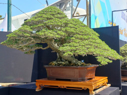 Melihat Eksotisnya Bonsai Rp2 Milyar di Lamongan