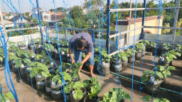 Warga Lamongan Sulap Rooftop Rumah Jadi Kebun Melon Hidroponik