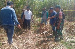 Penebang Tebu Temukan Tengkorak Manusia Misterius di Ajung Jember