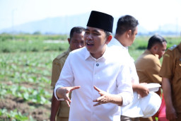 Genjot Produktivitas Pangan, Pemkab Jember Kucurkan Rp312 Miliar