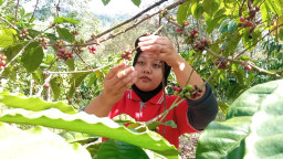 PDP Kahyangan Jember Bidik Peningkatan Produktivitas Kopi dan Garap Sektor Hilir