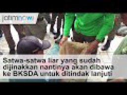 Video: Melihat Satpol Cs Latihan  Mengevakuasi Hewan buas 