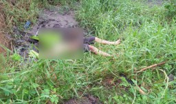 Diduga Panjat Sutet di Mojokerto, Pria ini Terkapar dengan Luka Bakar
