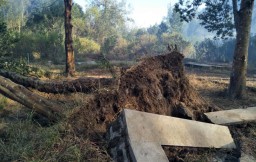 Angin Kencang Sempat Melanda Paltuding Kawah Ijen, 27 Pohon Tumbang
