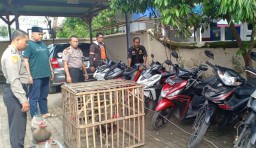 Polisi Gerebek Arena Judi Sabung Ayam di Probolinggo