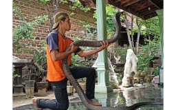 Mengenal Ayup, Pemuda Ponorogo Penakluk King Kobra