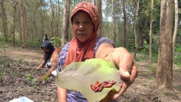 Melihat Warga Berburu Kepompong Ulat Jati di Tulungagung
