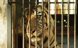 Viral Video Harimau Sumatera dengan Kondisi Kurus, Ini Penjelasannya
