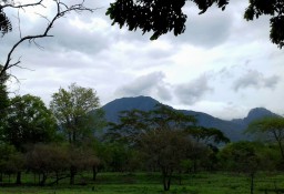 Dihipnotis Merak dan Ayam Hutan