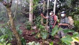 Hii.. Satu Dusun di Banyuwangi 'Diteror' Ribuan Ulat Bulu