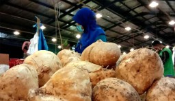 Stabilkan Harga, Pedagang di PIOS Datangkan Bengkoang dari Gresik