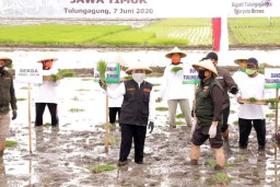 Wujudkan Ketahanan Pangan, Khofifah Percepat Tanam Padi di Tulungagung