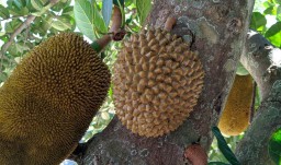 Pilihan Pembaca: PPKM Darurat hingga Buah Nangka Mirip Durian Jadi Tontonan