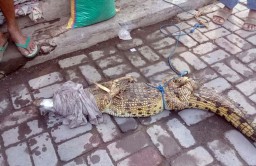 Buaya di Sungai Candi Sidoarjo yang Viral Diduga Telah Ditangkap Warga