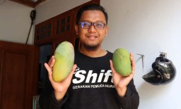 Melihat Hasil Persilangan Mangga Kiojay Thailand & Gadung di Ponorogo