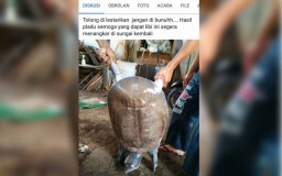 Penangkapan Bulus Besar Hebohkan Warganet Blitar, Ini Kata BBKSDA