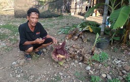 Bunga Bangkai Ditemukan Mekar di Kebun Warga Mojokerto