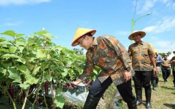 Kompetisi Startup Pertanian Banyuwangi Kembali Digelar