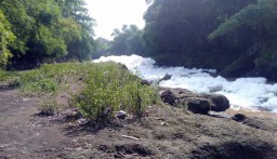 Giliran Tiga Sungai di Kejayan Pasuruan Tertutup Busa
