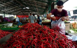 Pasokan Lancar, Harga Cabai di PIOS Stabil