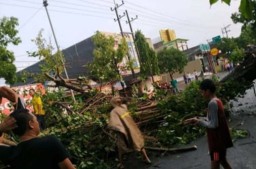 Hujan Es Disertai Angin Kencang Terjang Bojonegoro, Pohon Bertumbangan