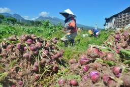 Jelang Natal dan Tahun Baru, Harga Bawang Merah Merangkak Naik