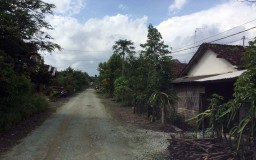 Penampakan Kelelawar Putih di Banyuwangi Gegerkan Warga