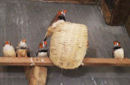Emprit Jepang, Burung Hama yang Kini Jadi Primadona