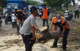 Pohon Tumbang di Pasuruan Timpa Empat Kendaraan, Satu Pemotor Tewas