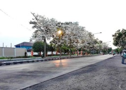Seperti Surabaya, Tabebuya Bermekaran di Sidoarjo