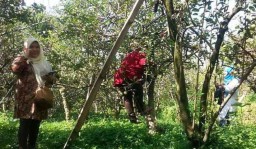 New Normal, Desa Wisata di Batu Siap Dikunjungi