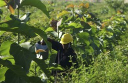 Reklamasi Lahan Pascatambang SIG di Tuban Tunjukkan Kesuburan Tanah Meningkat