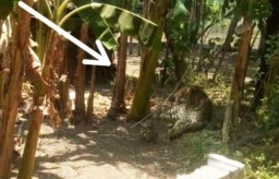 Beredar Foto Macan Disebut di Sumberejo, Ponorogo, Polisi: Hoaks