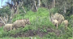 Mbah Surip Tewas Diamuk Kawanan Gajah Liar