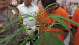 Cerita Penanaman Ganja yang Ditemukan Pertama Kali di Blitar