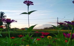 Gunung Raung Terpantau Erupsi 32 Kali