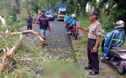 Seorang Guru Tewas Tertimpa Pohon di Banyuwangi