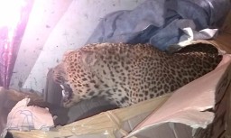 Dokumen Dua Macan Diawetkan Terjaring Razia di Banyuwangi Kedaluwarsa