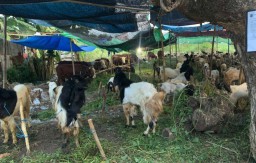 Pemotongan Hewan Kurban di Jatim Tahun ini Diperkirakan Turun 10 Persen