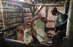 Hewan Ternak di Banyuwangi Terdampak Abu Vulkanik Gunung Raung