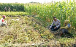 Penampakan Hewan Diduga Macan di Ponorogo Ternyata Kucing Hutan?