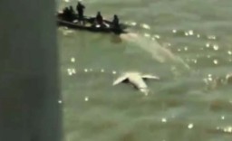 Viral Penampakan Ikan Diduga Hiu Mati Terapung, Dekat Suramadu?