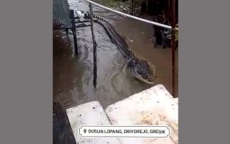 Viral Video Penampakan Buaya di Driyorejo Gresik, Kades: Itu Bohong